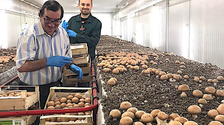 1500 COUPS DE POUCE – Le très vertueux champignon de Madiran